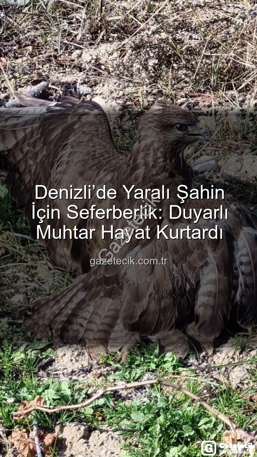 Denizli'de yaralı şahin - Denizli’de Yaralı Şahin İçin Seferberlik: Duyarlı Muhtar Hayat Kurtardı