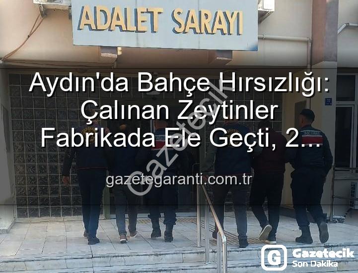zeytin hırsızlığı - Aydın'da Zeytin Hırsızlığı: Bahçeden Çalınan Ürünler Fabrikada Ele Geçirildi, 2 Gözaltı!