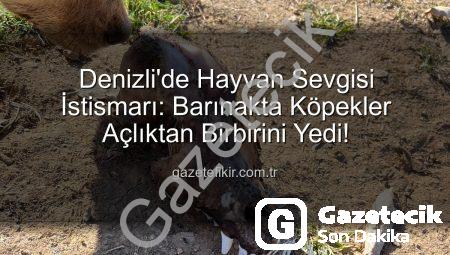Denizli’de Tüyler Ürperten İstismar: Sözde Barınakta Köpekler Açlıktan Birbirini Yedi!