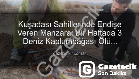 Kuşadası Kıyılarında Endişe Veren Kayıp: Bir Haftada 3 Deniz Kaplumbağası Ölü Bulundu