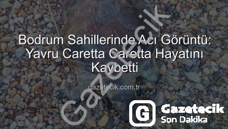 Bodrum Sahillerinde Acı Görüntü: Yavru Caretta Caretta Hayatını Kaybetti