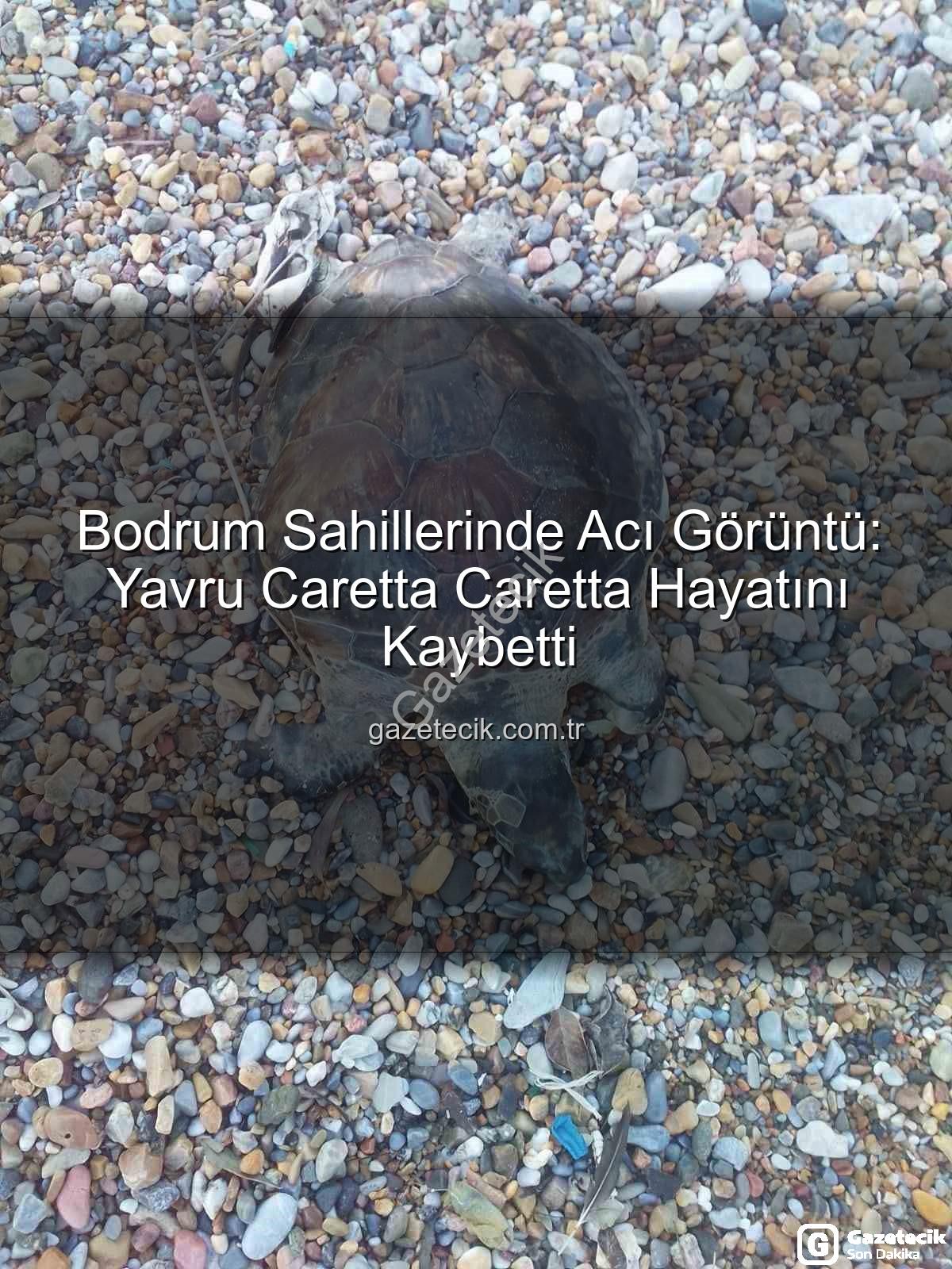 yavru caretta caretta - Bodrum Sahillerinde Acı Görüntü: Yavru Caretta Caretta Hayatını Kaybetti