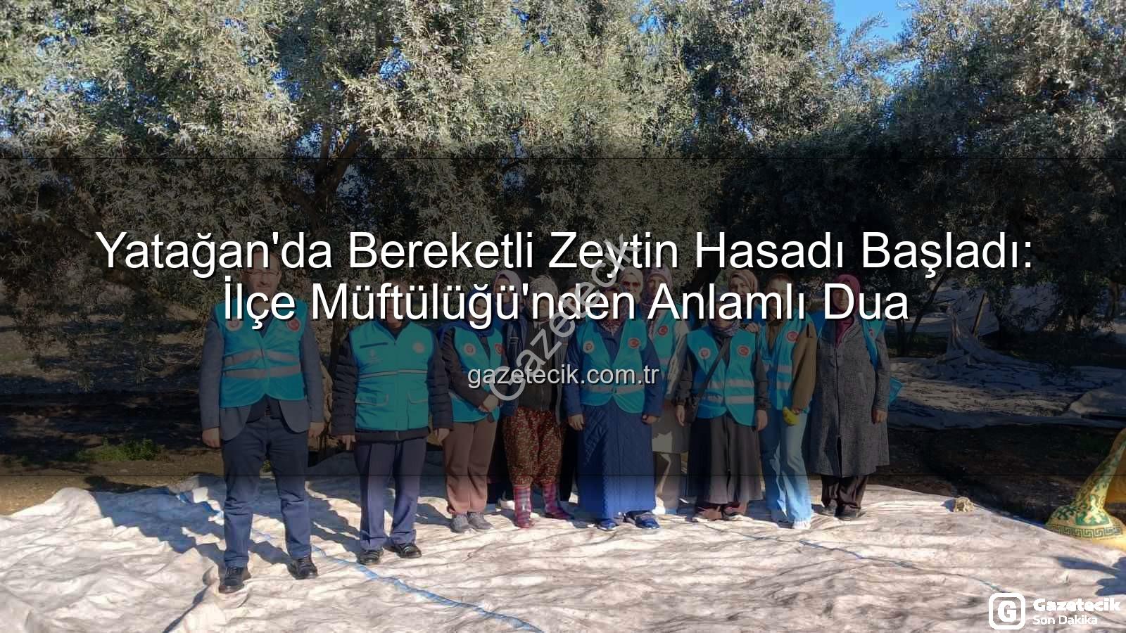 Yatağan zeytin hasadı - Yatağan'da Bereketli Zeytin Hasadı Başladı: İlçe Müftülüğü'nden Anlamlı Dua