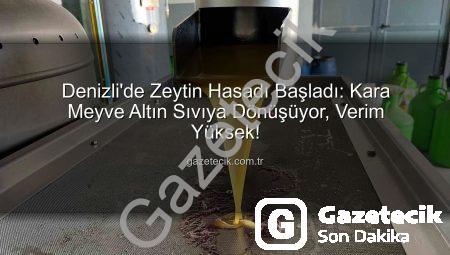 Denizli’de Zeytin Hasadı Başladı: Kara Meyve Altın Sıvıya Dönüşüyor, Verim Yüksek!