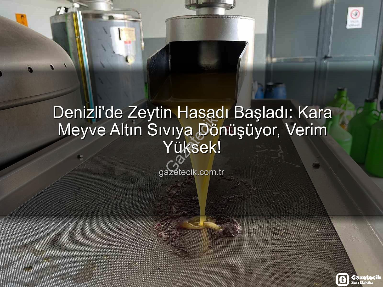 zeytinyağı üretimi - Denizli'de Zeytin Hasadı Başladı: Kara Meyve Altın Sıvıya Dönüşüyor, Verim Yüksek!