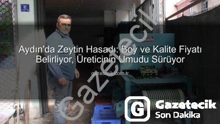 Aydın’da Zeytin Hasadı: Boy ve Kalite Fiyatı Belirliyor, Üreticinin Umudu Sürüyor