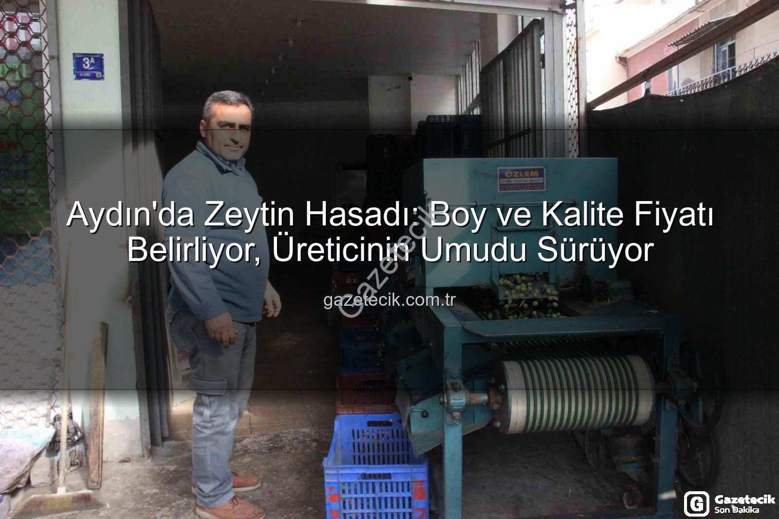 Aydın zeytin fiyatları - Aydın'da Zeytin Hasadı: Boy ve Kalite Fiyatı Belirliyor, Üreticinin Umudu Sürüyor