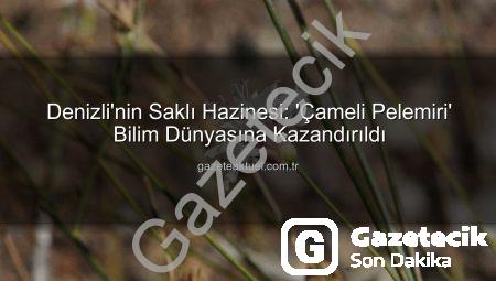 Bilim Dünyasına Yeni Bir Tür: ‘Çameli Pelemiri’ Keşfedildi!