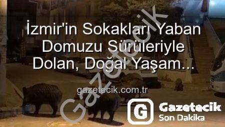 İzmir’in Sokakları Yaban Domuzu Sürüleriyle Dolan, Doğal Yaşam Parkına mı Dönüştü?
