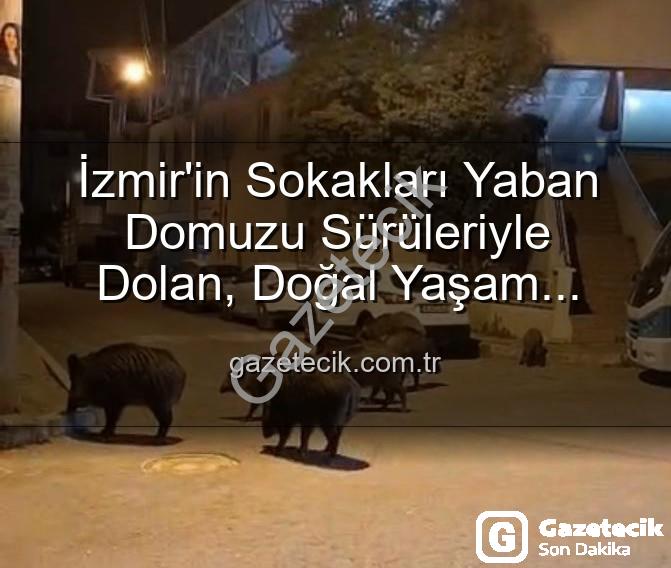 yaban domuzu - İzmir'in Sokakları Yaban Domuzu Sürüleriyle Dolan, Doğal Yaşam Parkına mı Dönüştü?